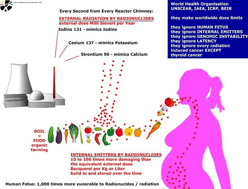 Women & girls & living within 25 miles of a reactor get more cancer than men or boys, or those living farther away. Your fetus is 1000 times more sensitive to ionizing radiation in food than an adult. Normal nuclear reactors hurt the health of your pregnancies every single day, like a nuclear bomb in slow motion. High-yield nuclear fallout destroys ova, sperm, embryo and fetus but so do low-yield emissions from everyday, normal reactor operations ... that fall on your food, on pastures, on farmland, in your water add up to create genetic mutations or extinctive damage to your health like immune deficiency response, leading to hundreds of diseases culminating in a variety of organ cancers. (See tritium expose or Entergy does Manhattan.)