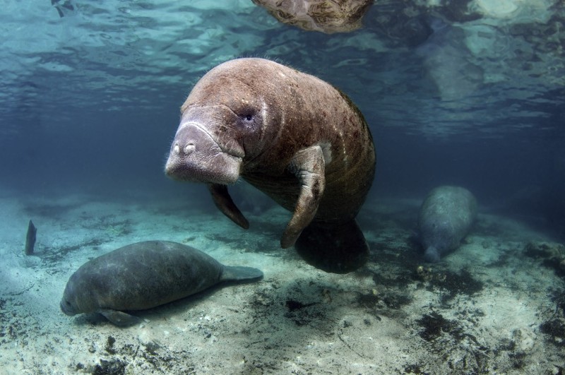 Mommy and baby Manatees (Elephant Seals) are mammals that breast-feed their young and they live in the sea are on 'borrowed time'