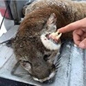 06:52 PM Jan 19, 2016 -8763- Idaho: Mutated mountain lion found near U.S. nuclear site.