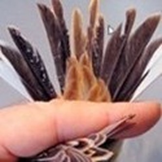 Bird Feathers