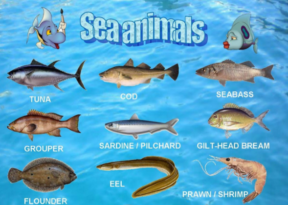 Sea Animals