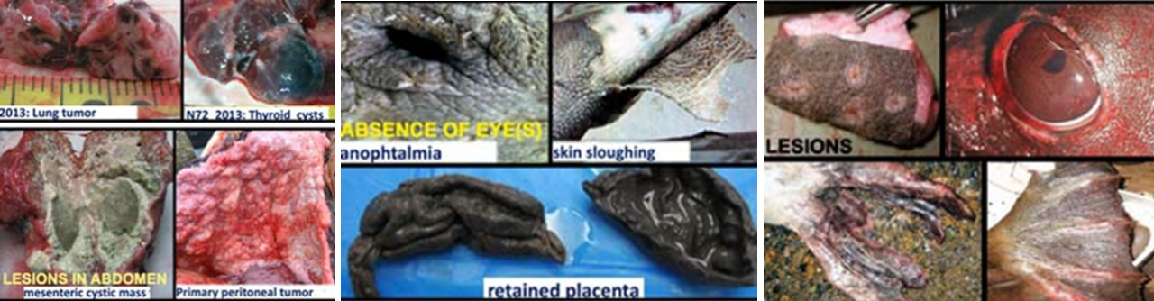 Diseases in sea mammals from nuclear fallout and waste