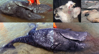 Mutated whales migrating in the ocean currents from Japan to the U.S. swim alongside plutonium & up to 1,000 other radionuclides from the nuclear waste & fallout dumped or deposited in the ocean from the meltdowns at Fukushima & the continuous dumping of contaminated water from the nuclear reactor into the sea.