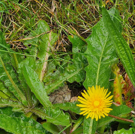 The dandelion has more beauty and compassion than the king