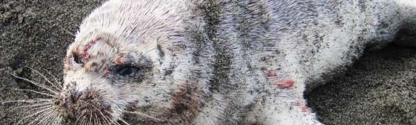 Diseased Ring Seal in Alaska
