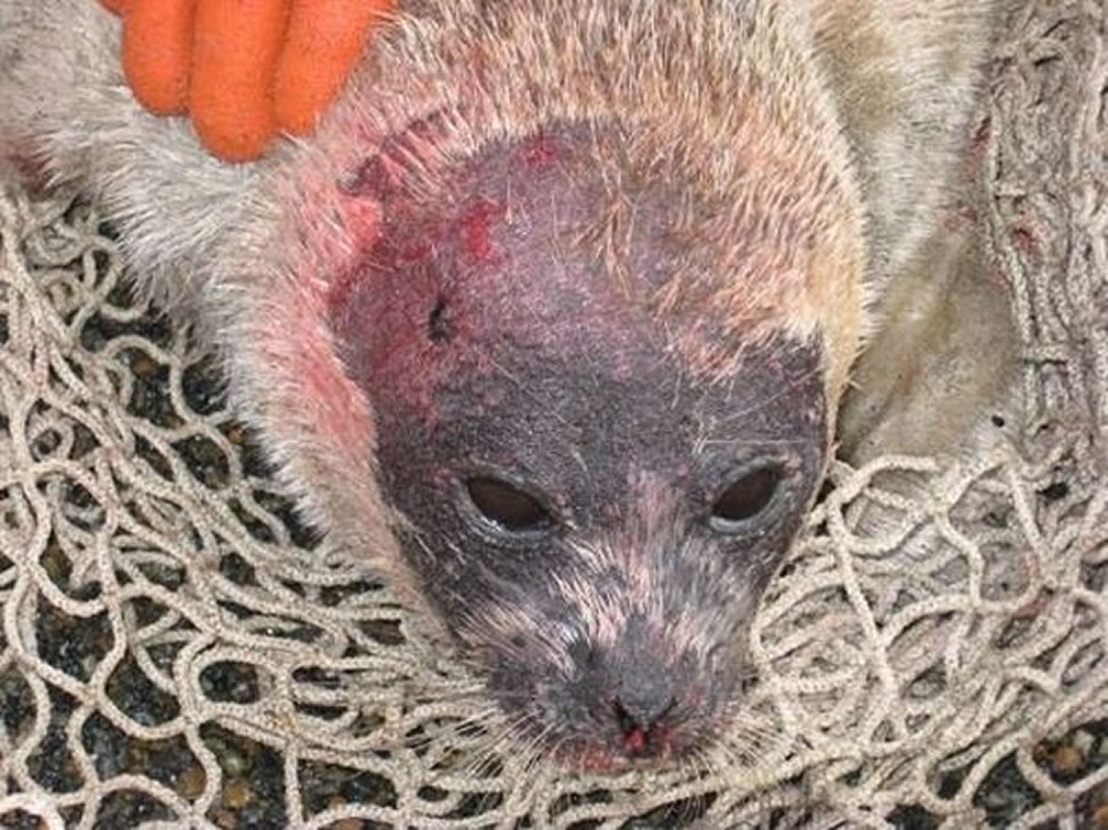 Alaska Ice Seals, hair loss, baldness, lesions