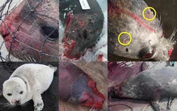 Seals suffering in Alaska