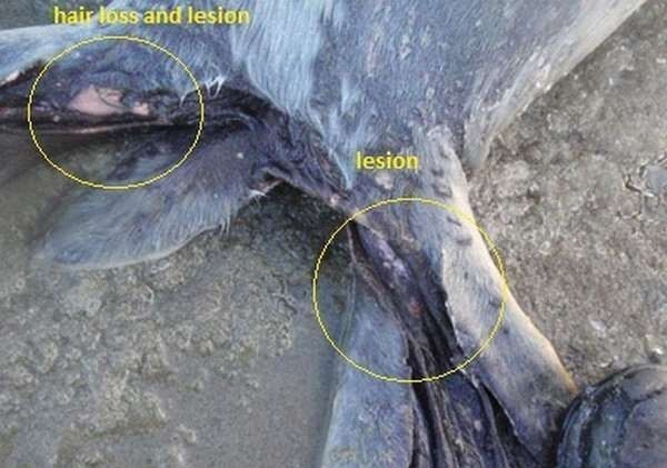 Hair loss and lesions