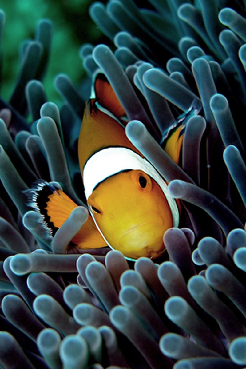 Clownfish in it's habitat